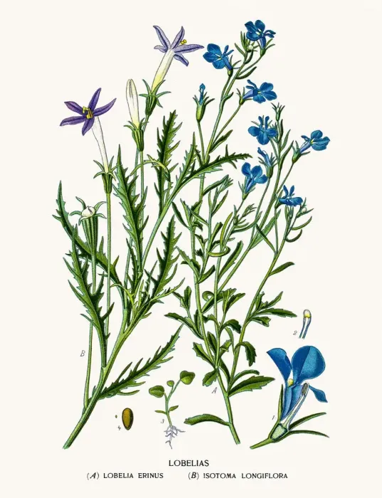 Framed Print : Lobelia flowers Framed Print : Lobelia flowers