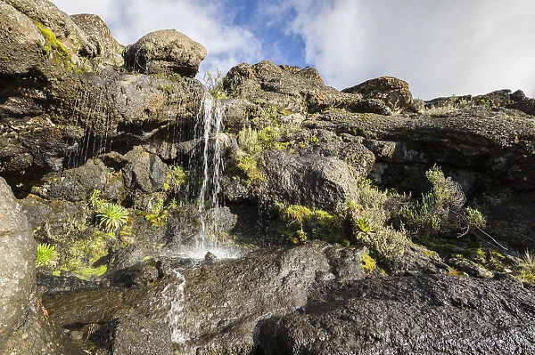 Lobelia, Lobelia deckenii growing around waterfall in harsh alpine zone landscape around Moir Huts camp, Mount Kilimanjaro, Kilimanjaro Region, Tanzania