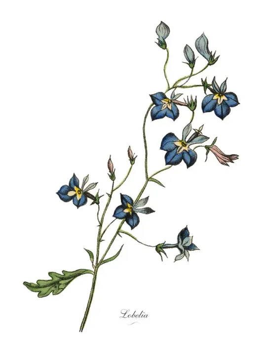 Framed Print : Lobelia Plant, Victorian Botanical Illustration Framed Print : Lobelia Plant, Victorian Botanical Illustration