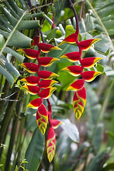 Lobster Claw, False-bird-of-paradise -Heliconia rostrata-, Atherton Tablelands, Queensland, Australia