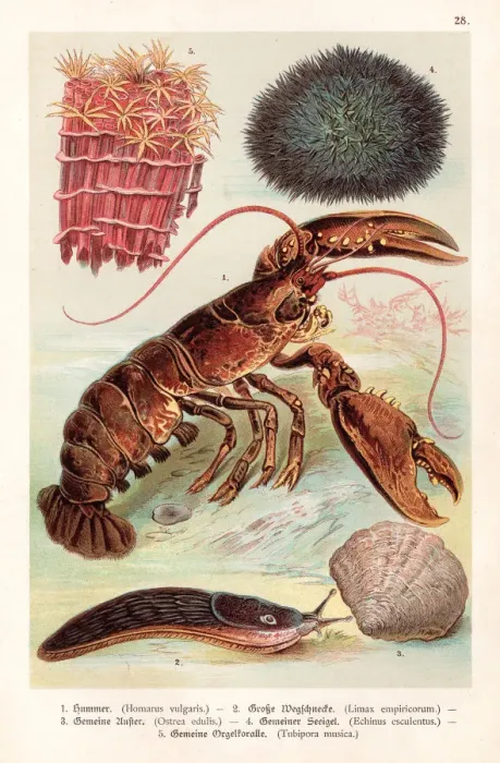Framed Print : Lobster and sea creatures 1888 Framed Print : Lobster and sea creatures 1888
