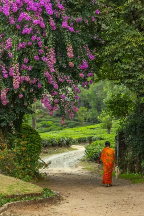 Framed Print : A local woman walking towards a tea plantation in Kerala, India Framed Print : A local woman walking towards a tea plantation in Kerala, India