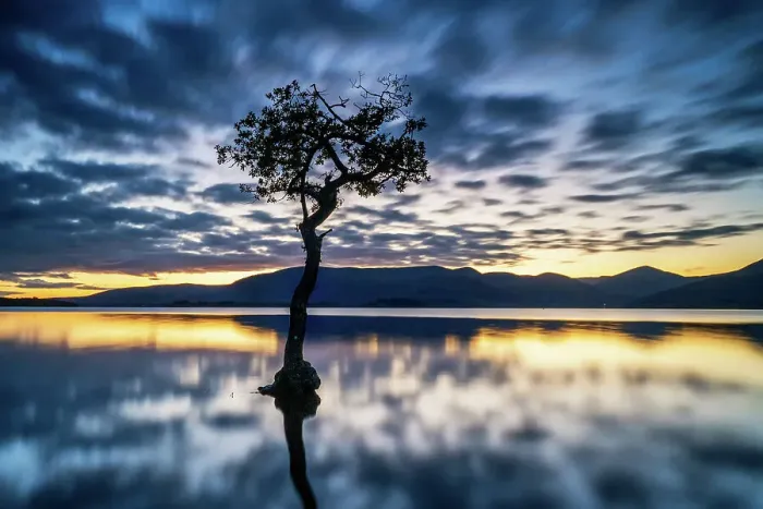 Framed Print : Loch Lomond Lone Tree Framed Print : Loch Lomond Lone Tree