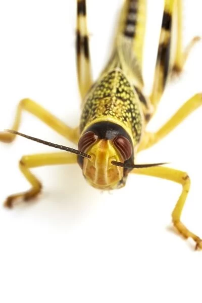 Locust (family Acrididae)