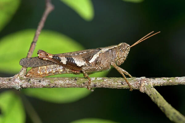Locust or grasshopper -Xenocatantops humilis-, Thailand, Southeast Asia