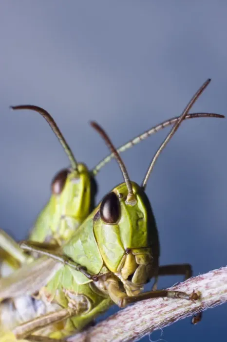 Framed Print : Locusts (Chorthippus montanus) mating Framed Print : Locusts (Chorthippus montanus) mating