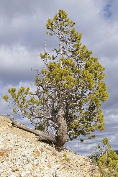 Lodgepole Pine or Shore Pine -Pinus contorta-, Grand Canyon of the Yellowstone River, Inspiration Point, North Rim, Yellowstone National Park, Wyoming, USA