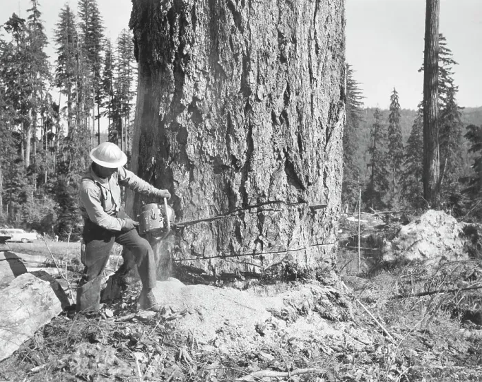 Framed Print : Logger Cutting Undercut Wedge In Tree Framed Print : Logger Cutting Undercut Wedge In Tree