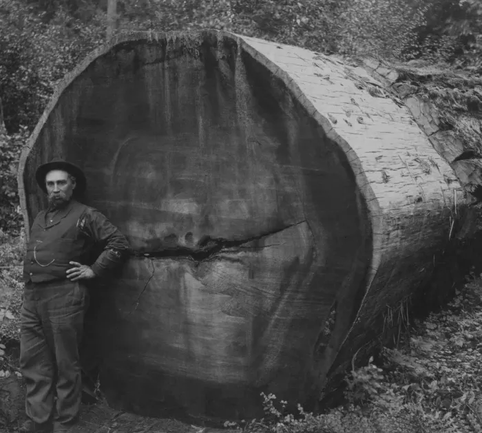 Framed Print : Logger By Felled Tree Framed Print : Logger By Felled Tree