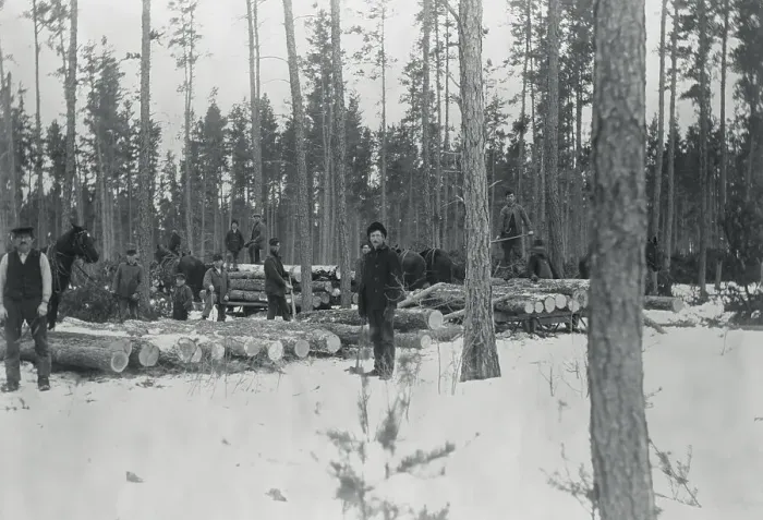 Framed Print : Loggers Removing Large Tree from Forest Framed Print : Loggers Removing Large Tree from Forest