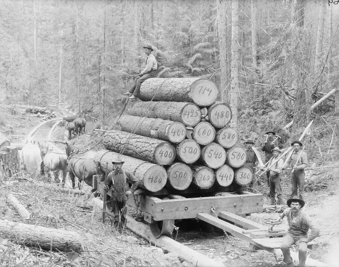 Framed Print : Loggers with Timber Framed Print : Loggers with Timber