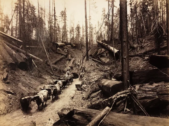 Framed Print : Logging with oxen, Humboldt County, California, circa 1890s Framed Print : Logging with oxen, Humboldt County, California, circa 1890s