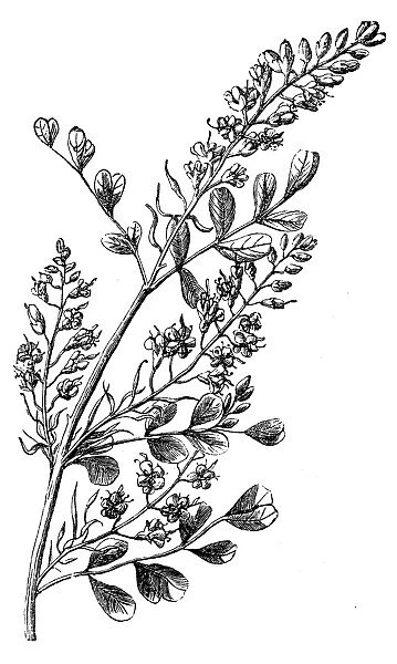 Logwood (Haematoxylon Campechianum)