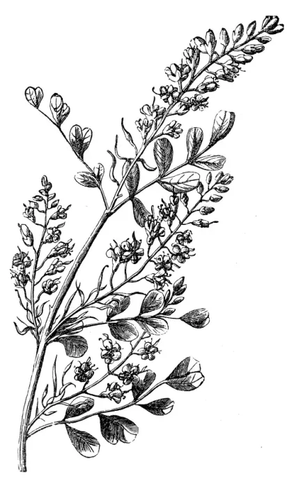 Framed Print : Logwood (Haematoxylon Campechianum)