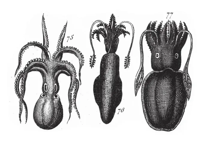 Framed Print : Loligo, Sepia Officinalis, Octopus, Squid, Representatives of the Phyla Mollusca, Echindermata Framed Print : Loligo, Sepia Officinalis, Octopus, Squid, Representatives of the Phyla Mollusca, Echindermata