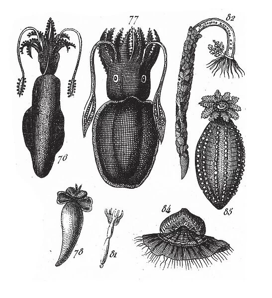 Loligo, Squid, Octopus, Representatives of the Phyla Mollusca, Echindermata, Ctenophora