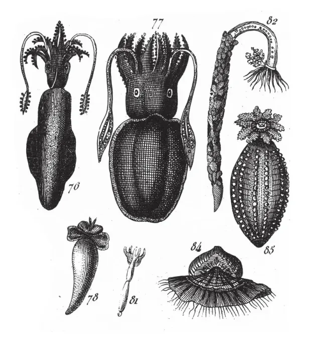 Framed Print : Loligo, Squid, Octopus, Representatives of the Phyla Mollusca, Echindermata, Ctenophora Framed Print : Loligo, Squid, Octopus, Representatives of the Phyla Mollusca, Echindermata, Ctenophora