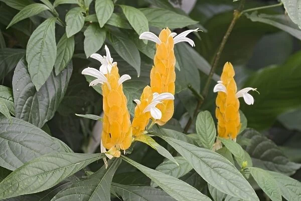 Lollipop Plant or Golden Shrimp Plant -Pachystachys lutea-, native to China and Tibet, butterfly house, Forgaria nel Friuli, Udine province, Italy