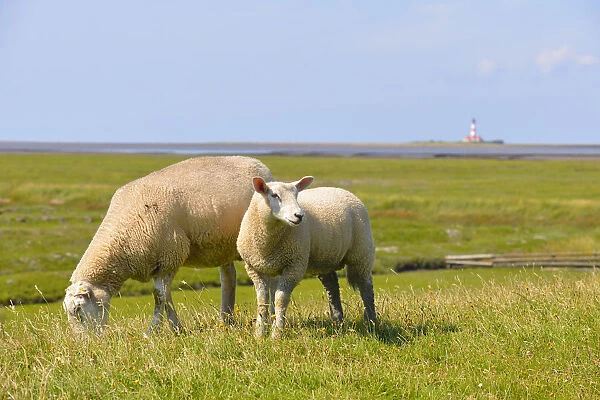 Lomestic sheep, with the Westerheversand Lighthouse in the distance, Westerhever, North Frisia, Schleswig-Holstein, northern Germany, Germany, Europe