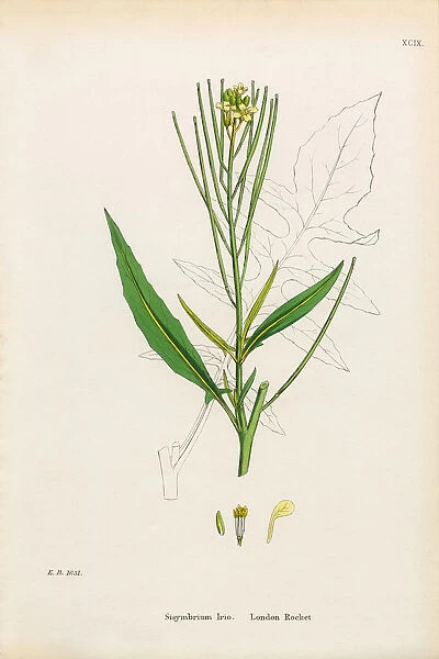 London Rocket, Sisymbrium Irio, Victorian Botanical Illustration, 1863