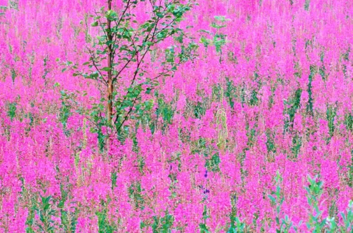 Framed Print : Lone Alder tree (Alnus sp) amidst fireweed (Epilobium augustifolium) Framed Print : Lone Alder tree (Alnus sp) amidst fireweed (Epilobium augustifolium)