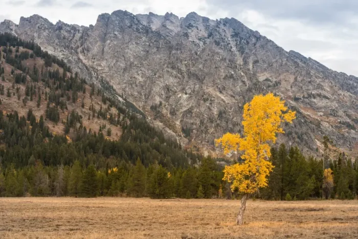 Framed Print : Lone Aspen in peak Fall color Grand Teton National Park Wyoming USA