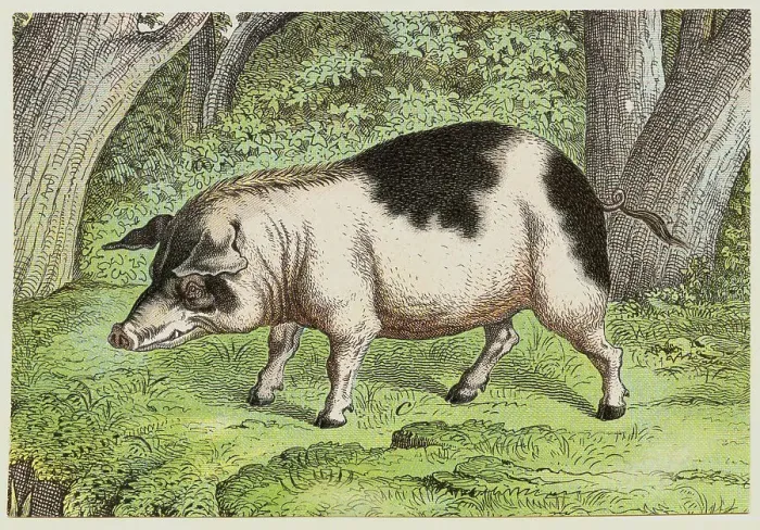Framed Print : Lone Boar in the Woods Framed Print : Lone Boar in the Woods