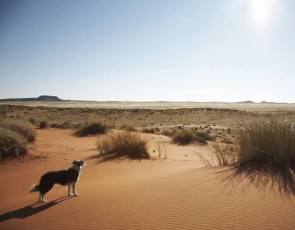 Lone Border Collie Standing on Sand Dune