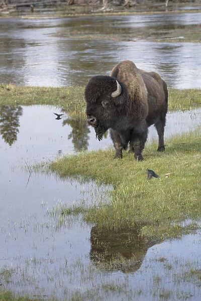 A lone Bull Bison standing alongside the Firehole River