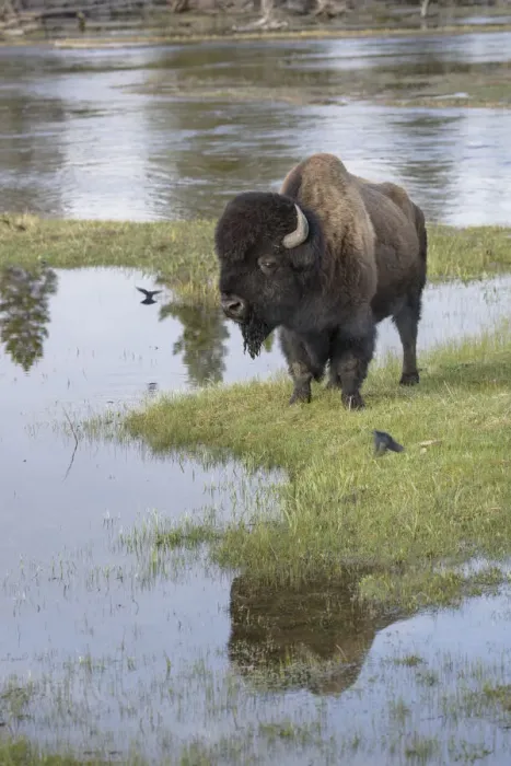 Framed Print : A lone Bull Bison standing alongside the Firehole River