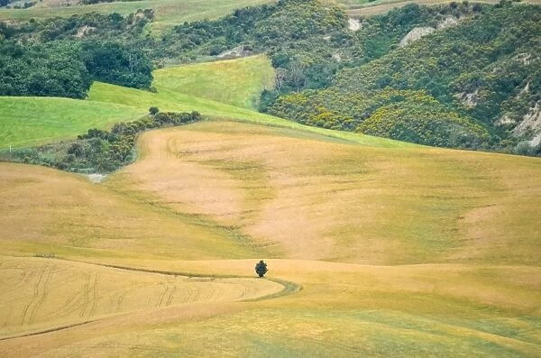 Lone cypess tree amid wheat fields, Val d Orcia