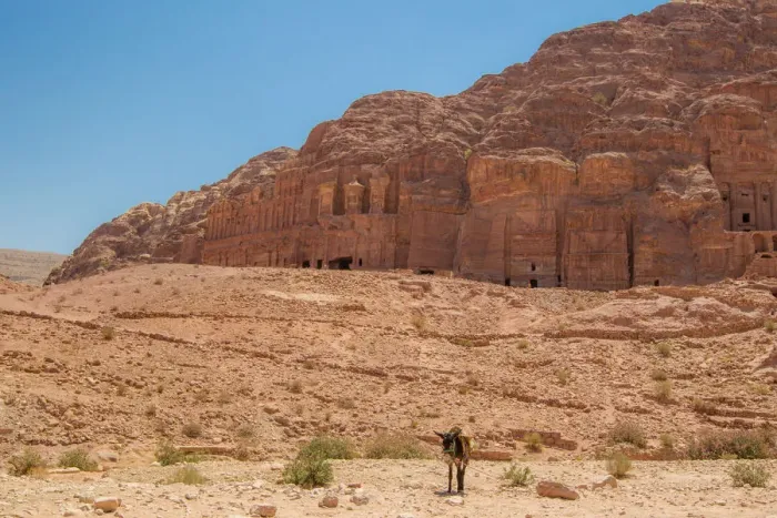 Framed Print : Lone Donkey in Front of Nabataean Tombs Framed Print : Lone Donkey in Front of Nabataean Tombs