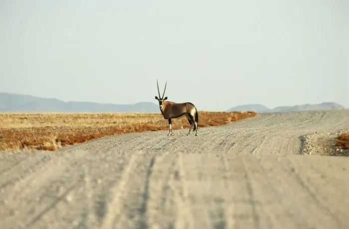 Framed Print : Lone Gemsbok (Oryx gazella) in Centre of Gravel Road Framed Print : Lone Gemsbok (Oryx gazella) in Centre of Gravel Road