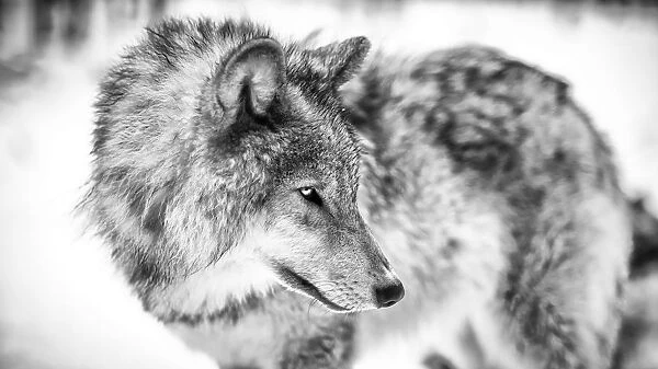 Lone grey wolf