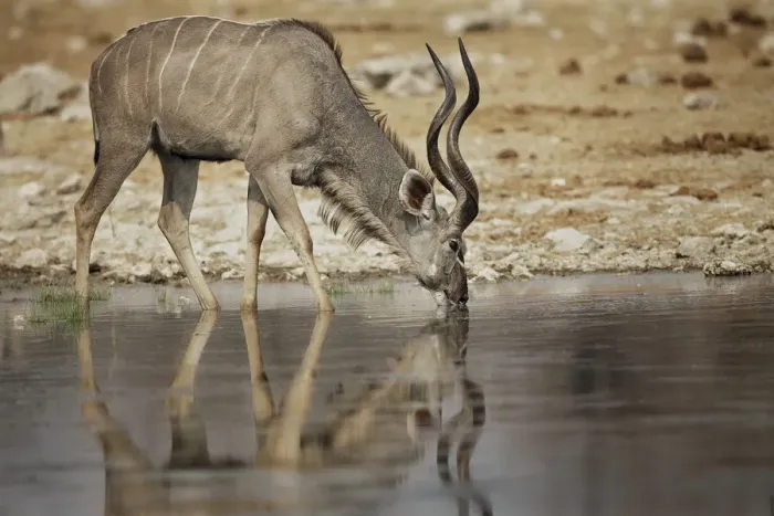 Framed Print : A lone kudu bull Tregalaphus strepsiceros standing in a water hole with reflection Framed Print : A lone kudu bull Tregalaphus strepsiceros standing in a water hole with reflection