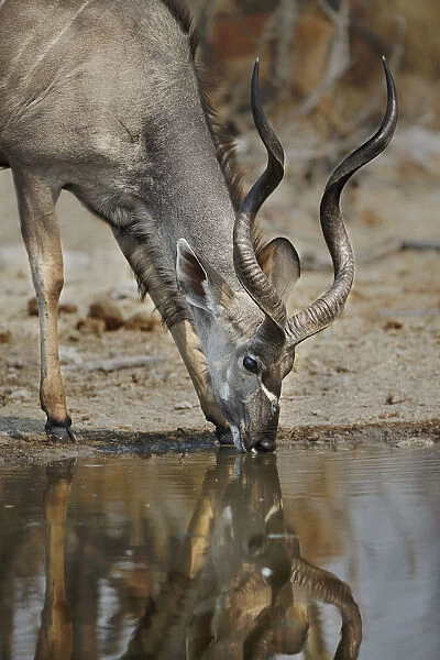 A lone kudu bull Tregalaphus strepsiceros at a water hole with reflection drinking