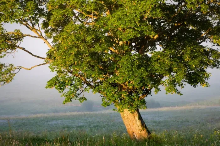 Framed Print : Lone maple tree on a misty meadow illuminated with sunlight Framed Print : Lone maple tree on a misty meadow illuminated with sunlight