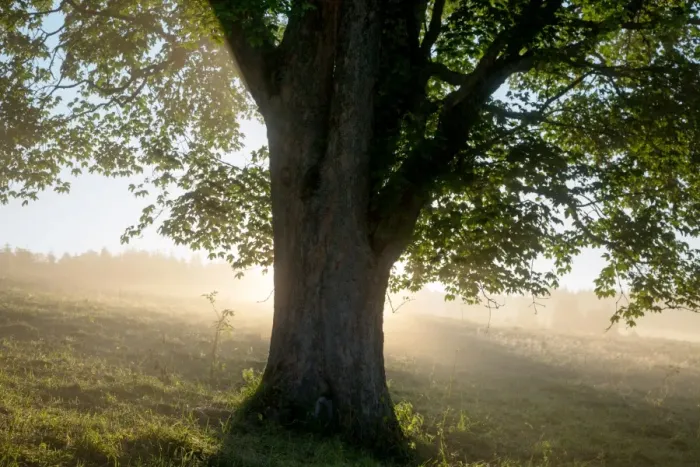 Framed Print : Lone maple tree with rays of light coming through its treetop Framed Print : Lone maple tree with rays of light coming through its treetop