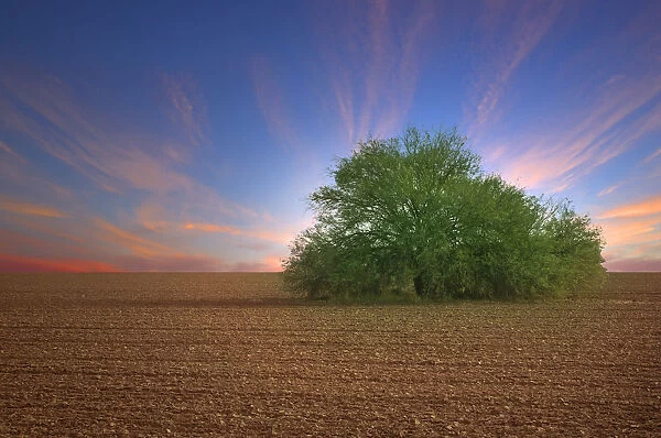 Lone Mesquite Tree at Sunset in Plowed Desert Field