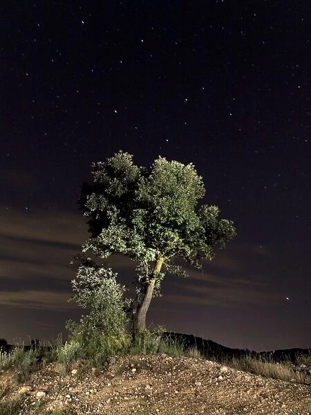 Lone oak starry night sky
