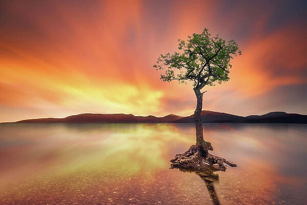 The lone Oak tree of Loch Lomond - Balmaha (Glasgow, Scotland, United Kingdom)