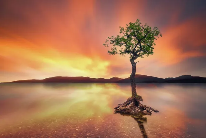 Framed Print : The lone Oak tree of Loch Lomond - Balmaha (Glasgow, Scotland, United Kingdom) Framed Print : The lone Oak tree of Loch Lomond - Balmaha (Glasgow, Scotland, United Kingdom)