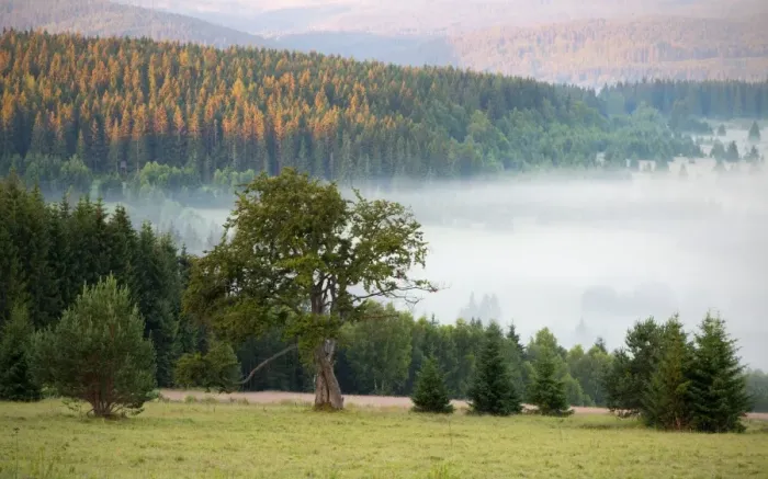 Framed Print : Lone old beech tree, landscape with early morning mist Framed Print : Lone old beech tree, landscape with early morning mist