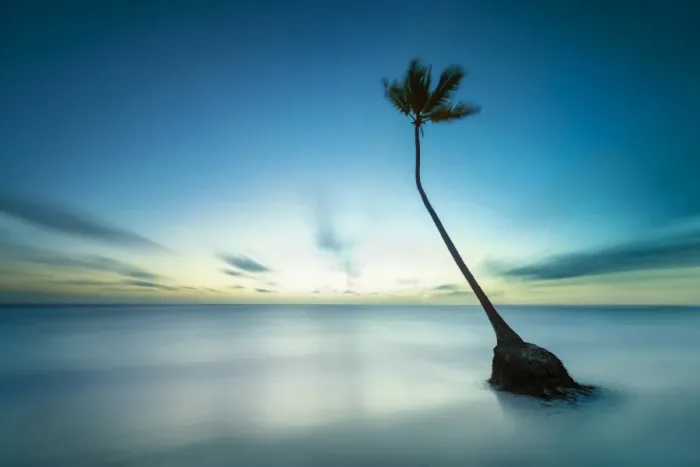 Framed Print : Lone palm tree on a secluded beach Framed Print : Lone palm tree on a secluded beach
