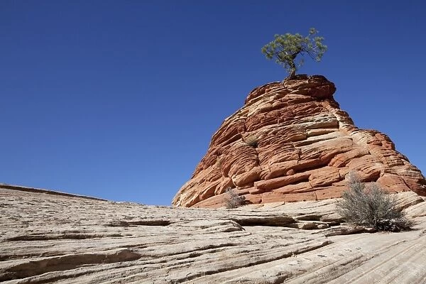 Lone Pine, pine on sandstone hill, Zion Plateau, Zion National Park, Utah, USA, America