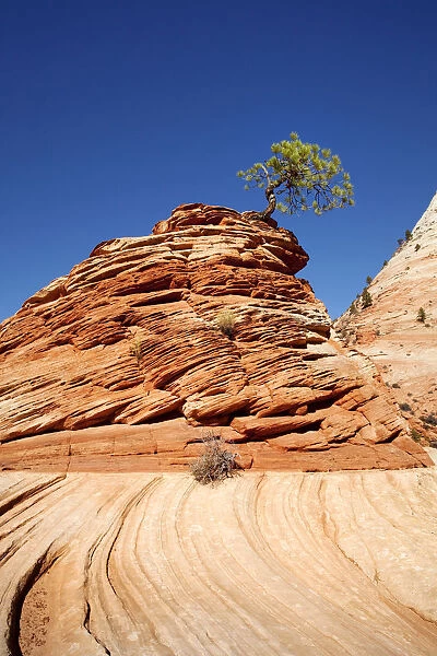 Lone Pine, pine tree on a hill of sandstone, Zion Plateau, Zion National Park, Utah, USA