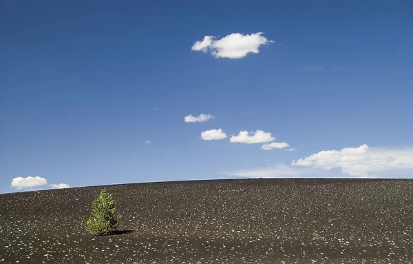 Lone pine tree on a volcanic slope
