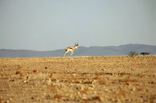 Lone Springbok (Antidorcas marsupialis) on Plain