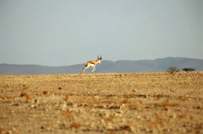 Framed Print : Lone Springbok (Antidorcas marsupialis) on Plain Framed Print : Lone Springbok (Antidorcas marsupialis) on Plain