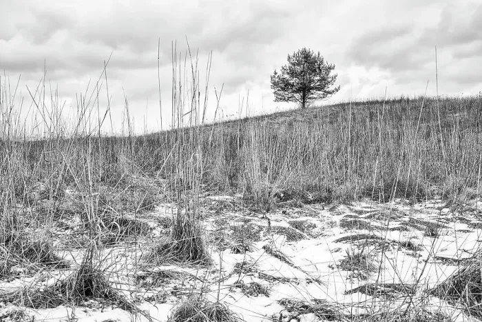 Framed Print : Lone Tree. Lone tree in a at the top of a small hill in a snowy field on a cloudy day